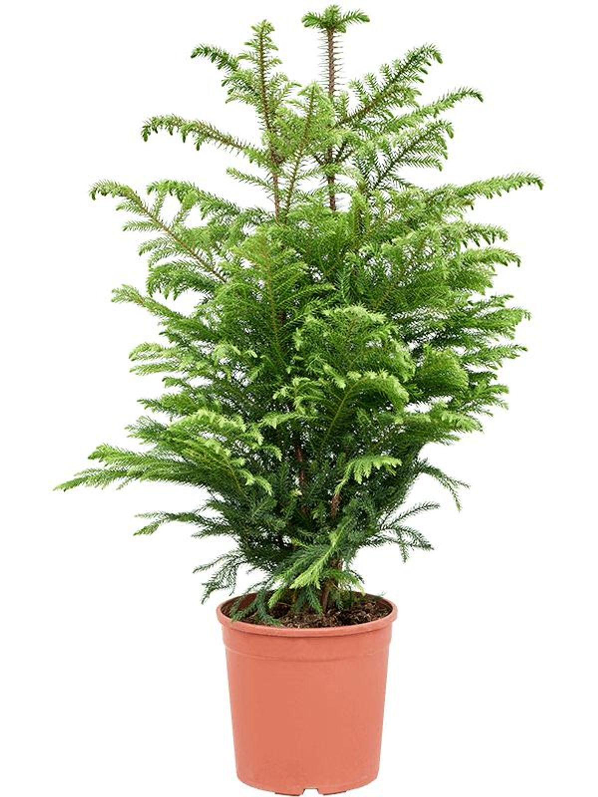 Zimmertanne Araucaria heterophylla kaufen online