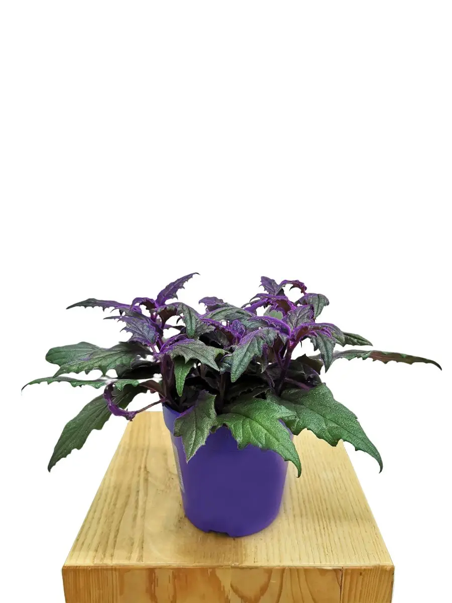 Samtpflanze Gynura Aurantiaca mit lila-grünen Blättern im violetten Topf - schräge Ansicht