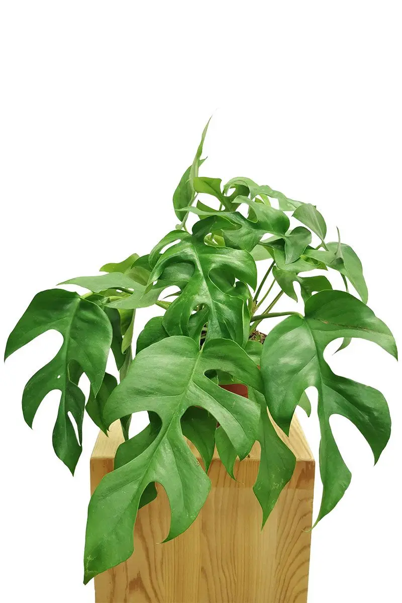 Rhaphidophora Monstera Minima in Grün mit geschlitzten Blättern im Holztopf - Frontansicht