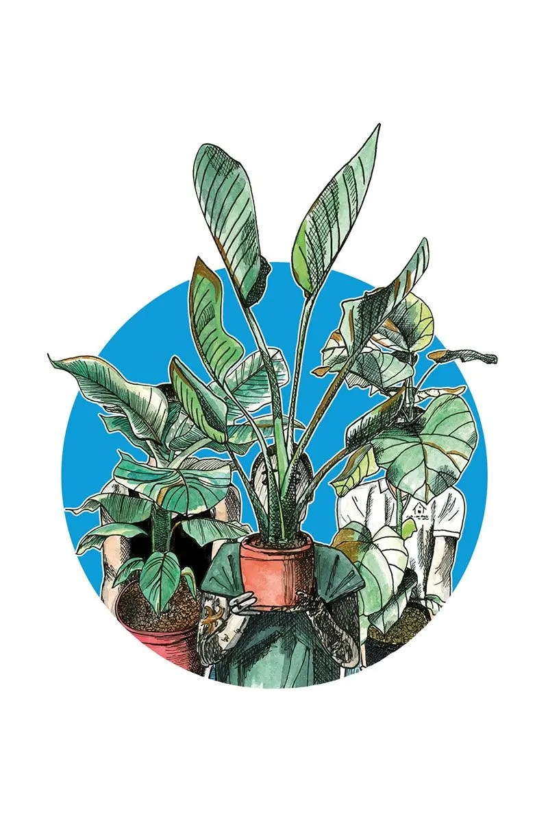 Maranta Leuconeura Tricolor Gebetspflanze in grün mit dreifarbigen Blättern - Illustration im Topf