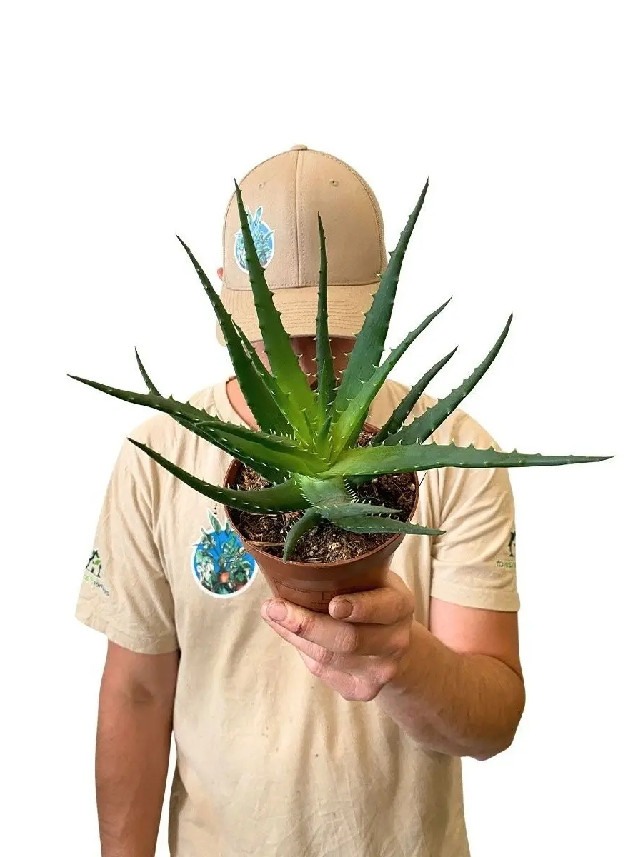 Aloe Arborescens Pflanze mit grünen Blättern im Terracotta-Topf - getragen von Person in beigem Shirt