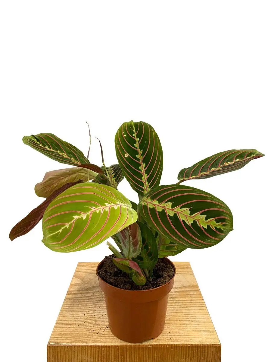 Maranta Leuconeura Tricolor in Grün-Rosa-Gelb, 30cm hoch im 12cm Topf - Schrägansicht