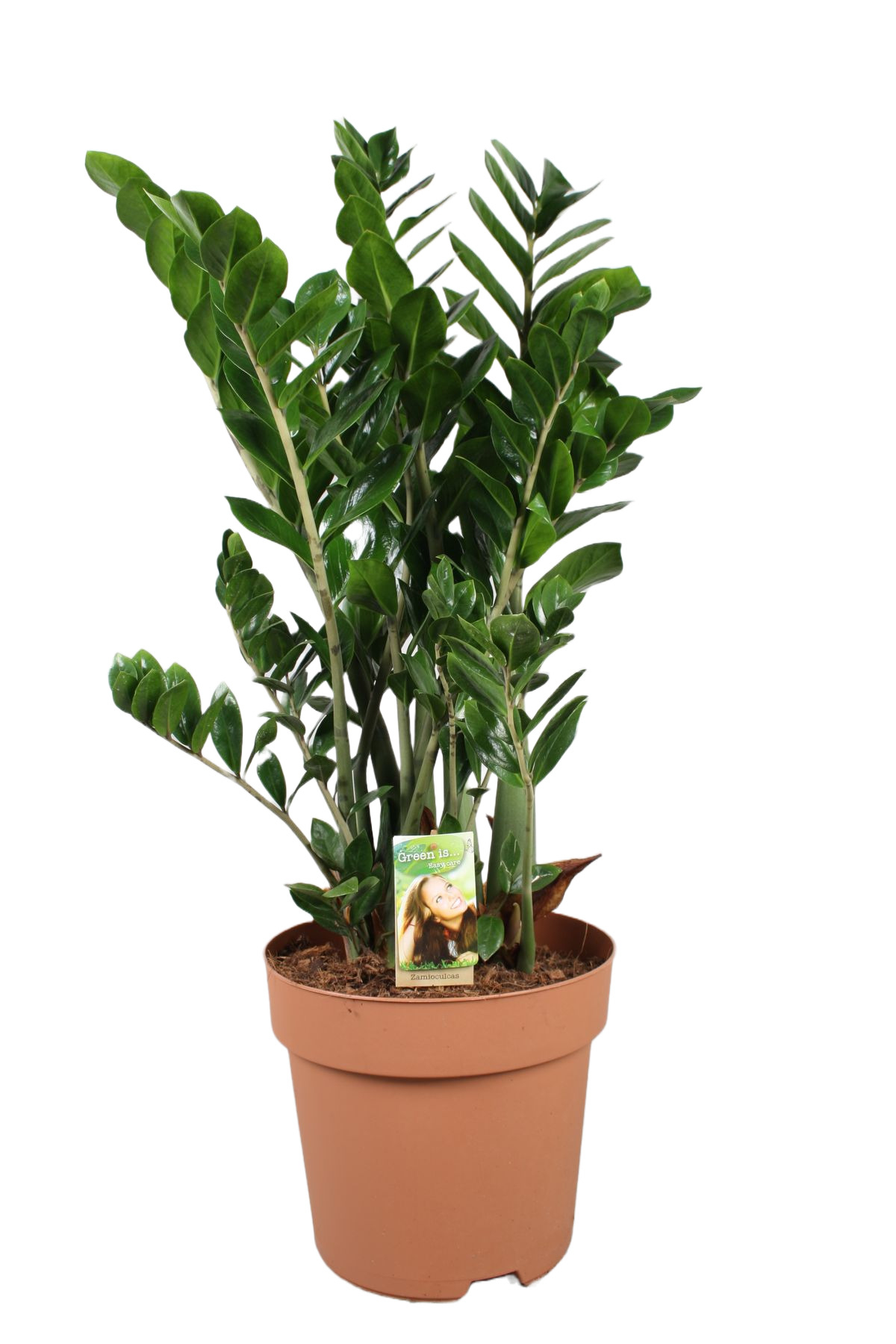 Glücksfeder Zamioculcas zamiifolia kaufen online