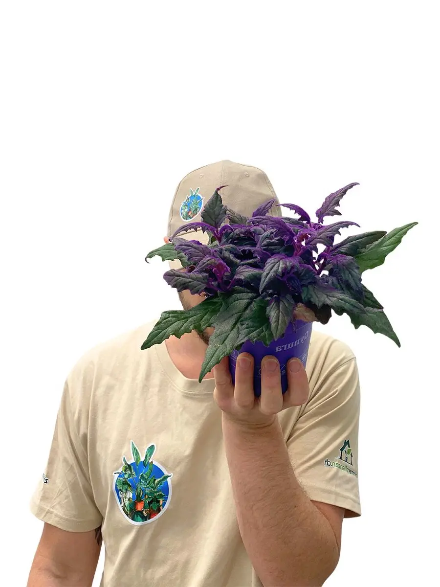 Samtpflanze Gynura Aurantiaca mit lila Blättern - getragen von Person in beigem Shirt