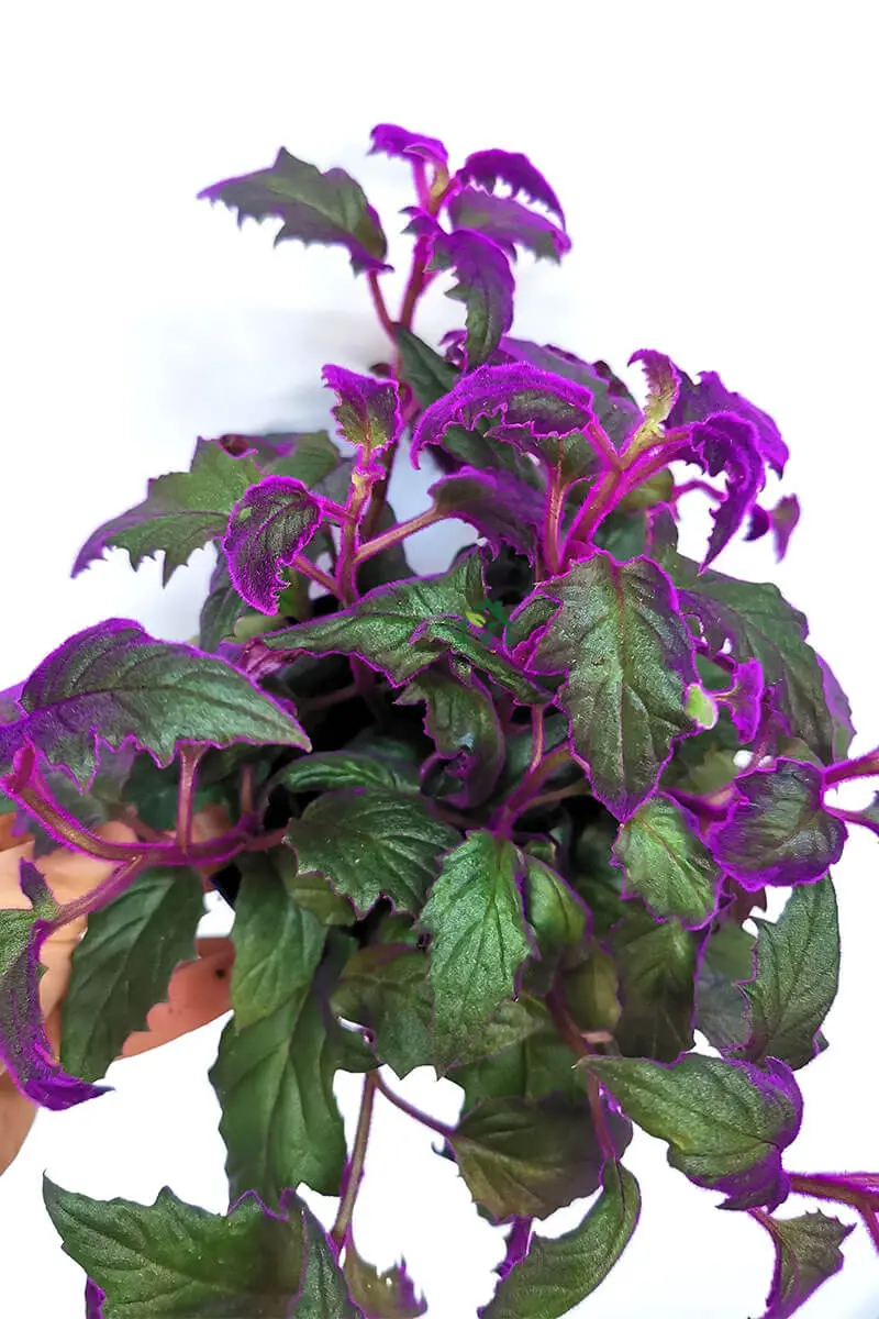 Samtpflanze Gynura Aurantiaca mit lila-grünen Blättern - schräge Ansicht