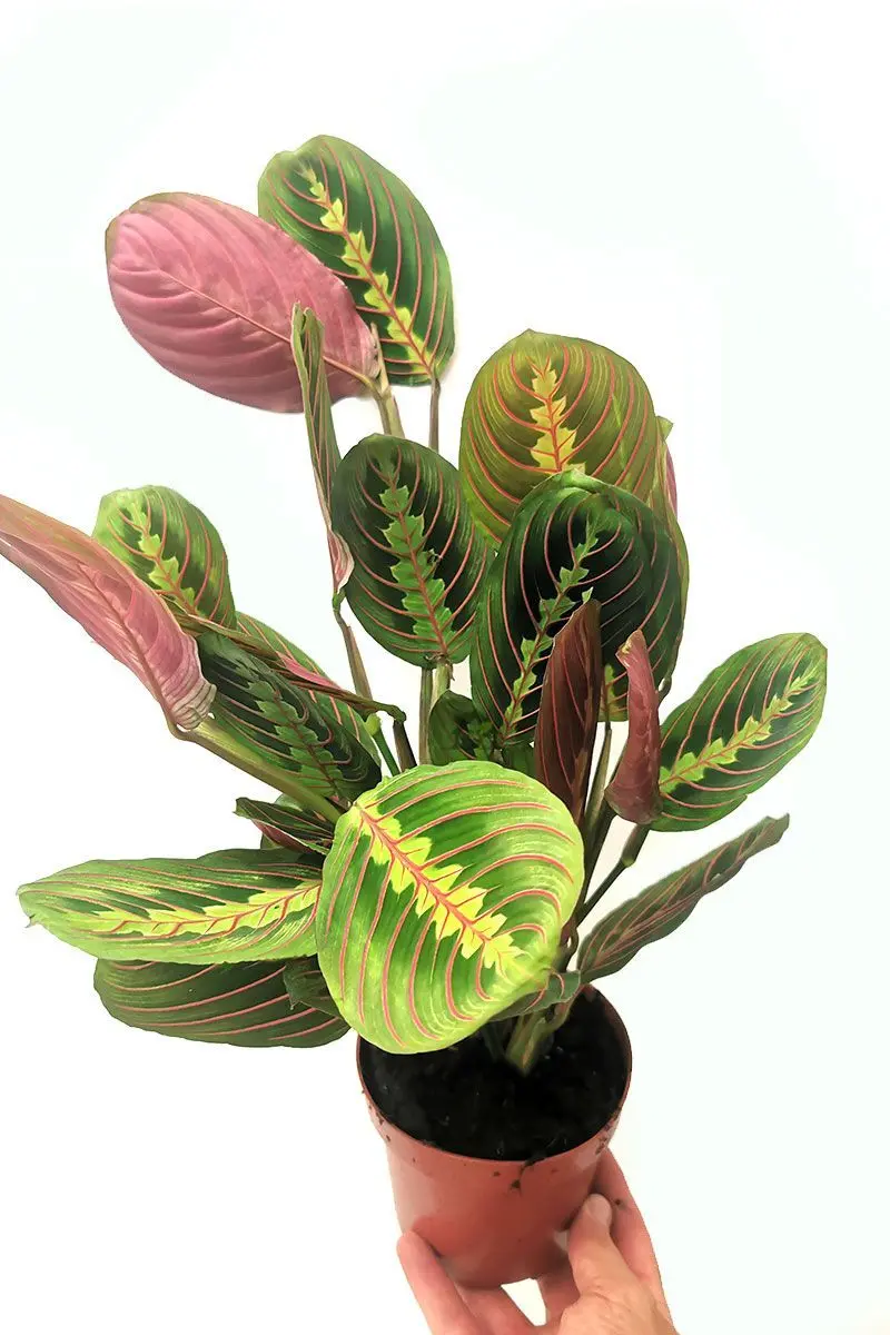 Maranta Leuconeura Tricolor Gebetspflanze grün-rosa-gelb im 12cm Topf - Schrägansicht mit Hand