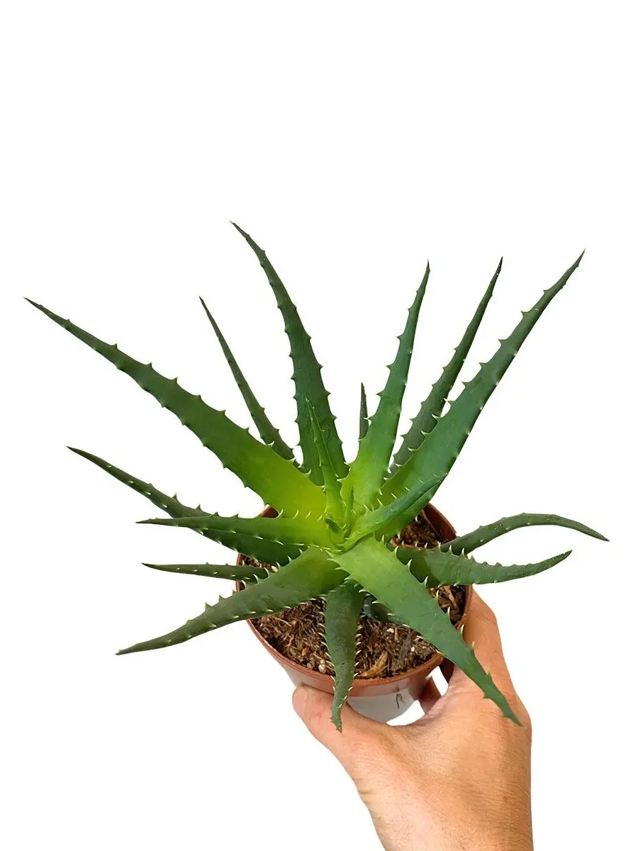 Aloe Arborescens Sukkulente in Grün - Schrägansicht in Hand gehalten mit Topf