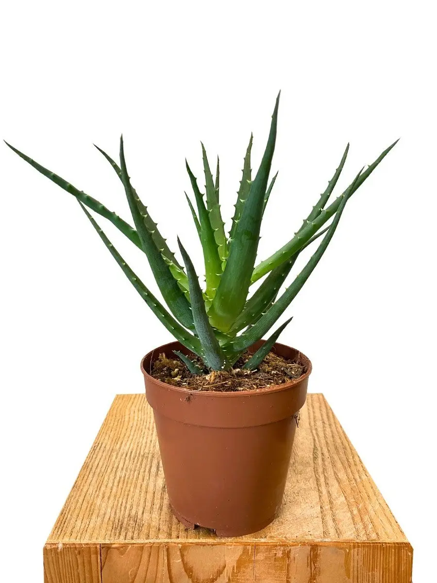Aloe Arborescens Sukkulente in Grün - Schrägansicht in braunem Terrakotta-Topf auf Holzuntergrund