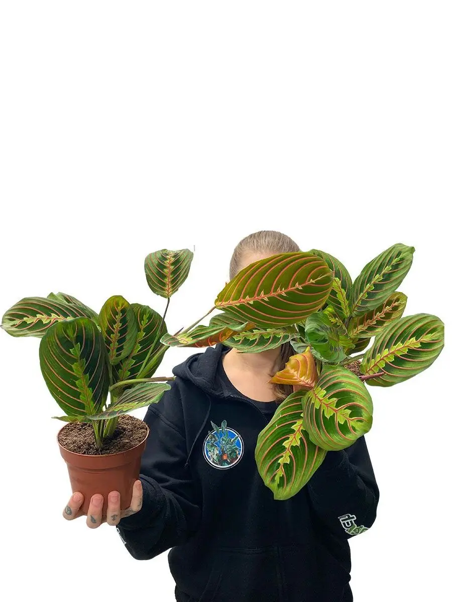 Maranta Leuconeura Tricolor in Grün mit rot-gelben Adern, 12cm Topf - Person hält Pflanze