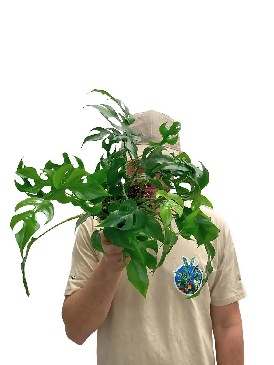 Rhaphidophora Monstera Minima Zimmerpflanze in Grün - getragen am Model, zeigt geschlitzte Blätter