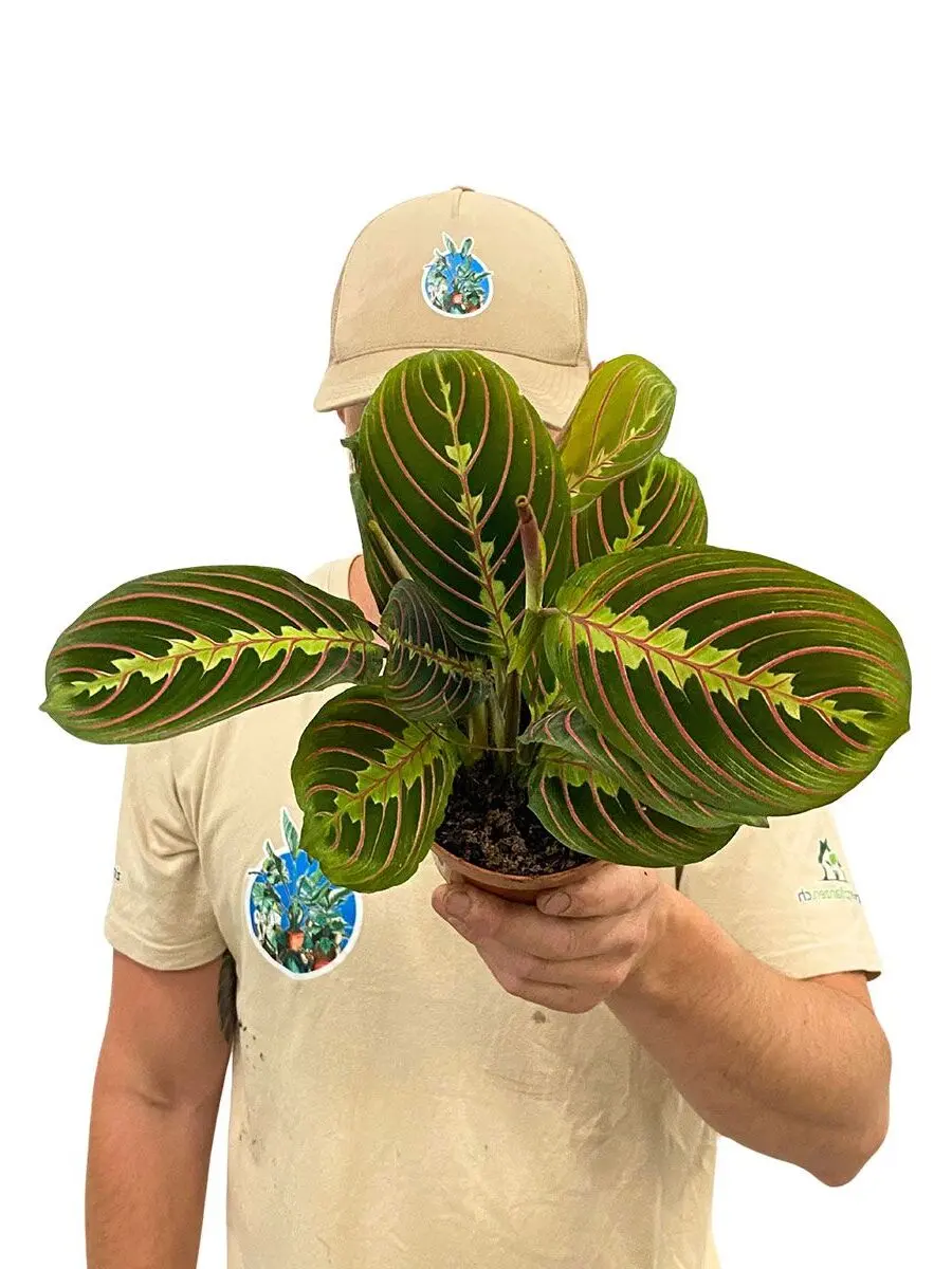 Maranta Leuconeura Tricolor Gebetspflanze mit grün-roten Blättern - Person hält Pflanze im 12cm Topf