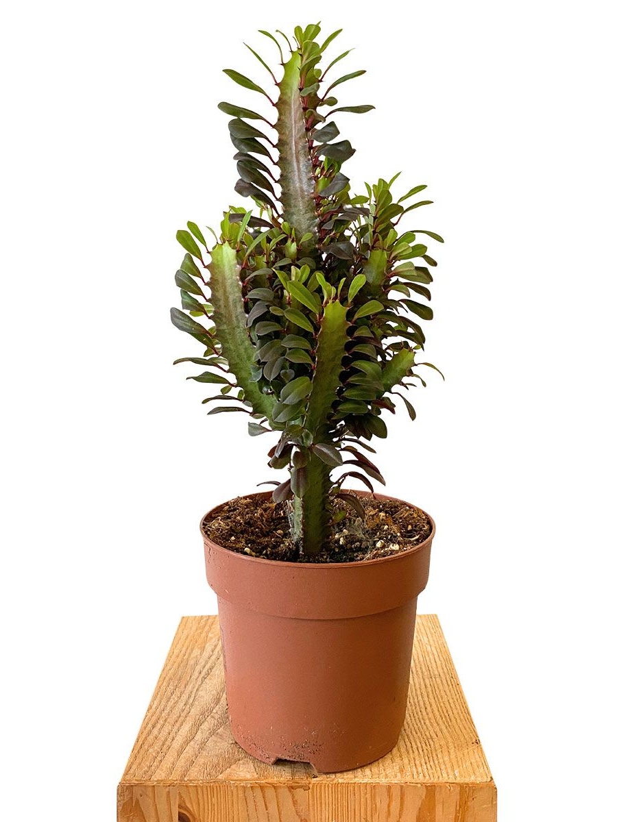 Sukkulenten & Kakteen