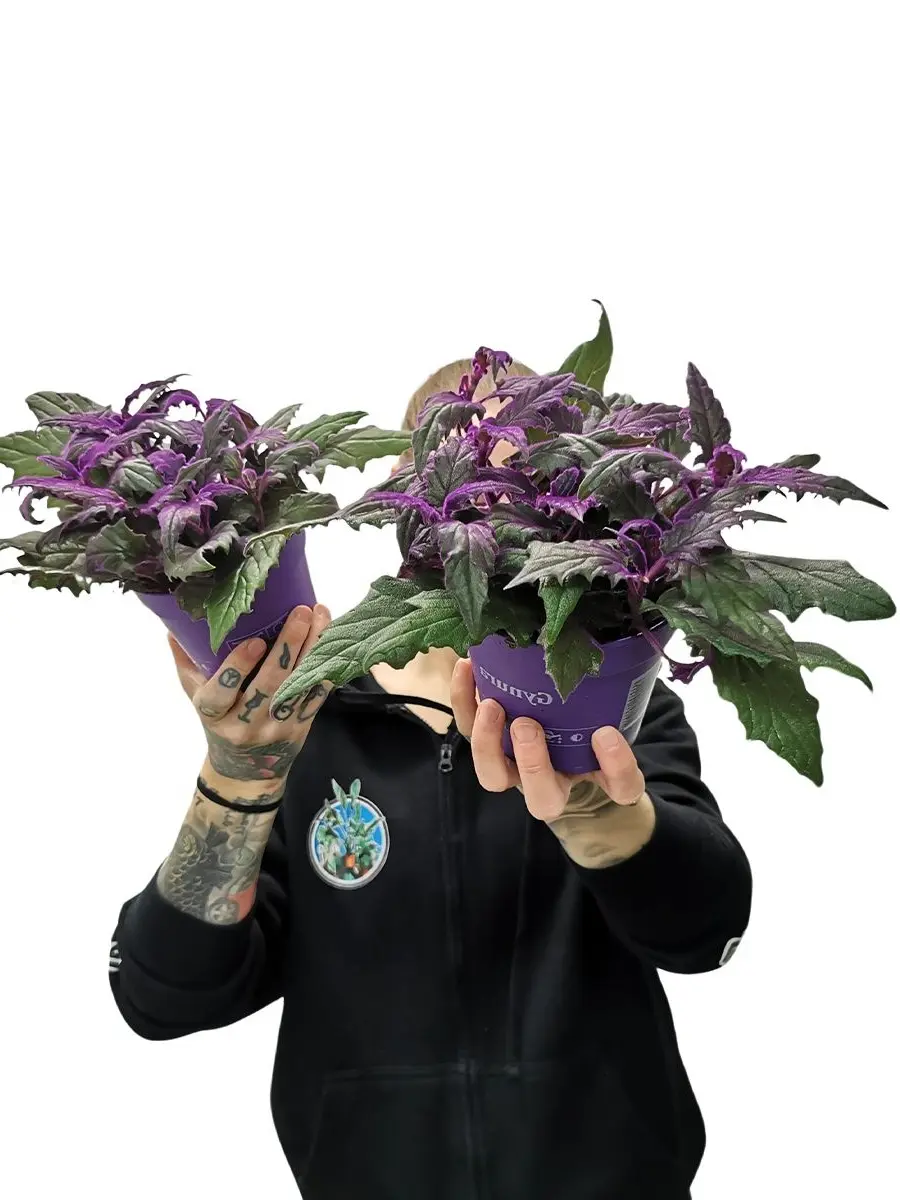 Gynura Aurantiaca Samtpflanze mit lila-violetten Blättern - getragen von Person in schwarzem Hoodie