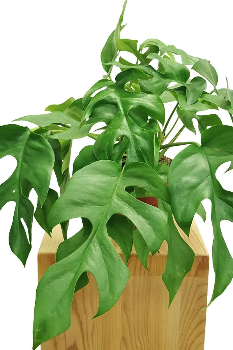 Rhaphidophora Monstera Minima Zimmerpflanze in Grün mit geschlitzten Blättern - Schrägansicht im Holztopf